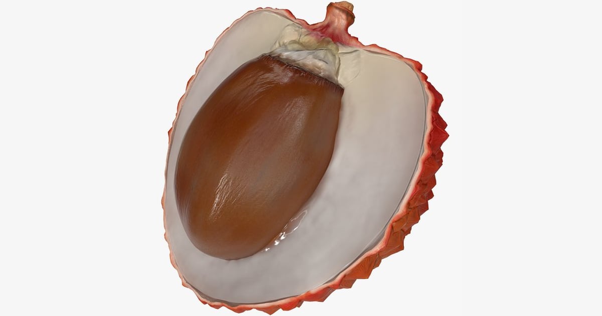 Dissected chestnut shell 3D, Incl. chestnut & flesh - Envato