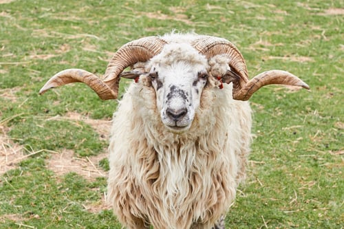 Preview: A ram with horns on a green meadow in a zoo. Farming animals