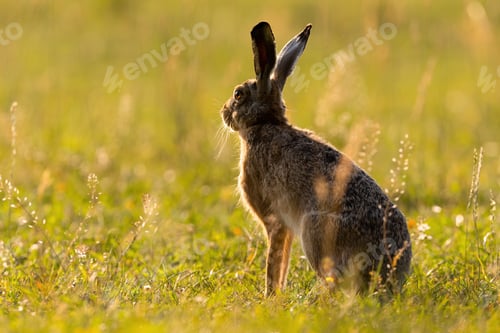 Preview: Brown hare looking away on grassland in summer sunset