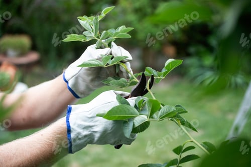 Preview: Closeup person's hand cutting spent rose flowers with garden shears