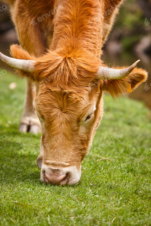 Preview: Cow grazing natural pasture. Head detail. Cattle livestock farming