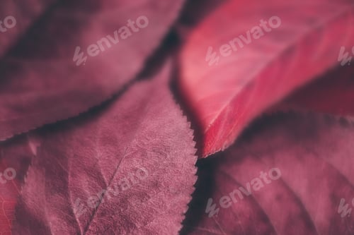 Preview: Autumn purple blurred macro leaves texture.