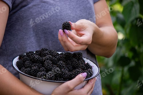 Preview: a woman holds a bowl of blackberries in her hands. Selective focus