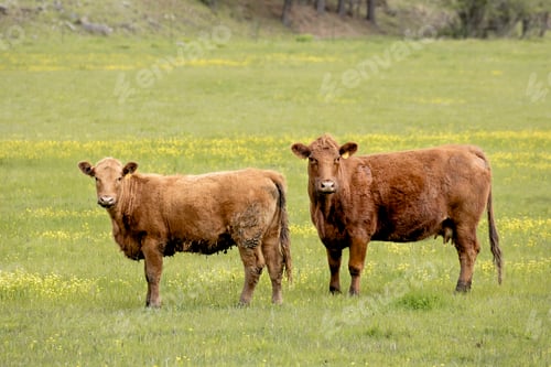 Preview: Two cows in a farm field.