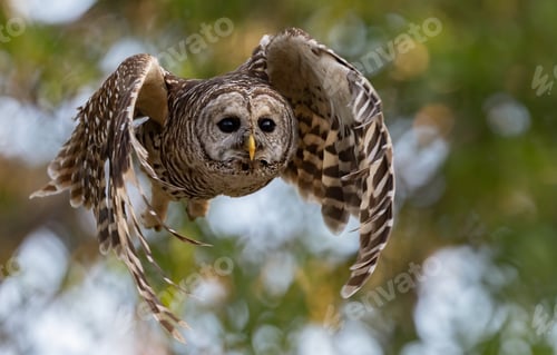Preview: Barred Owl in flight in Florida