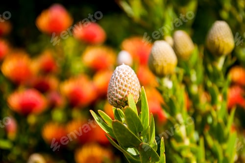 Preview: Exotic flowers Leucospermum - nature background. Australian native species