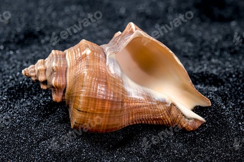 Preview: Hemifusus Tuba Seashell on a black sand background