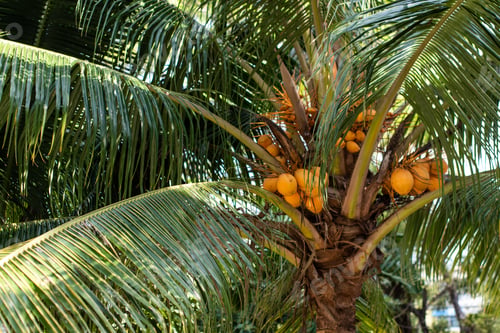 Preview: Orange coconuts on a green palm tree. Exotic plants. Organic healthy products.
