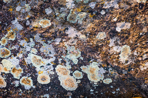 Preview: Multi-colored mold texture on the stones