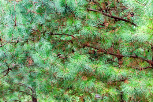 Preview: natural background from green pine branches