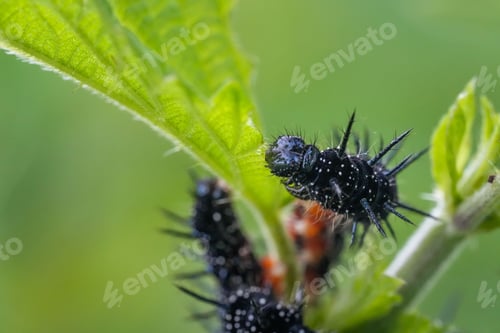 Preview: Macro shot of peacock eye caterpillars on green leaves in a garden