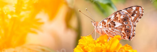 Preview: Painted lady butterfly,