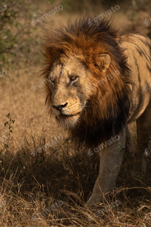 Preview: A male lion, Panthera leo, walking through grass.
