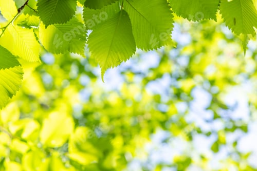 Preview: Vibrant green foliage against a sunny blue sky