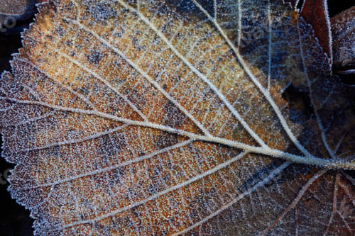 Preview: Frost Crystals and Colourful Leaf