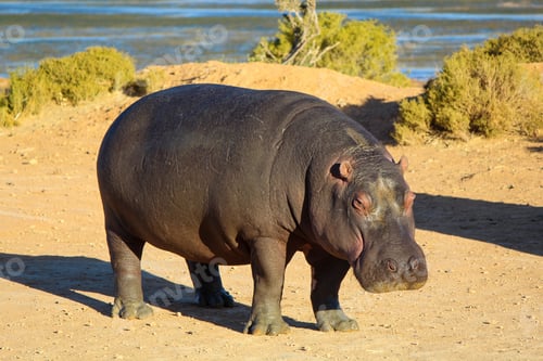 Preview: Majestic Hippopotamus stands by the edge of a tranquil body of water