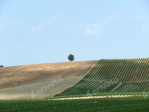 Preview: Low angle shot of rural fields with trees and a lone tree on the top in Tuscany, Italy