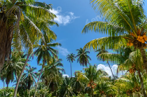 Preview: Low angle view of coconut palm trees against blue sky