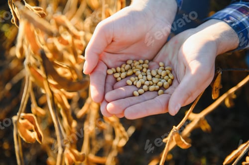 Preview: Agronomist inspects soybean crop in agricultural field - Agro concept