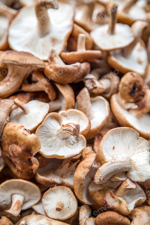 Preview: Mushrooms