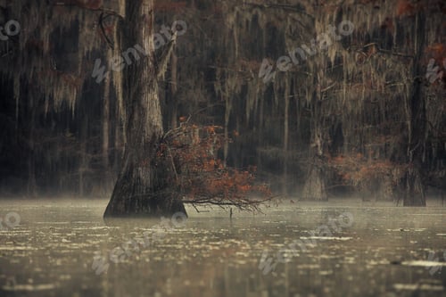 Preview: Mesmerizing landscape during the rain in Great Cypress Swamps, USA
