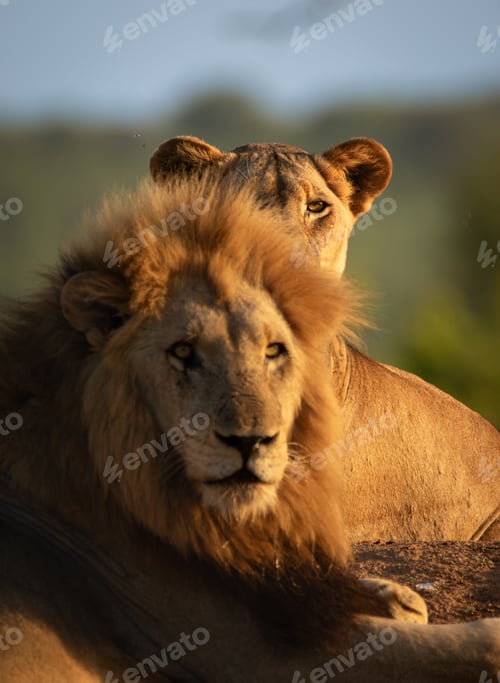 Preview: Lions, Panthera leo, female lion with male together.