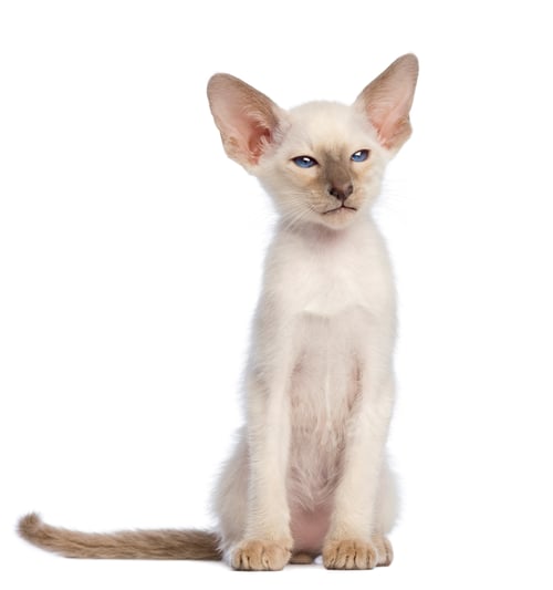 Preview: Oriental Shorthair kitten sitting and looking away against white background