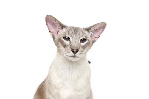 Preview: Beautiful oriental siam cat