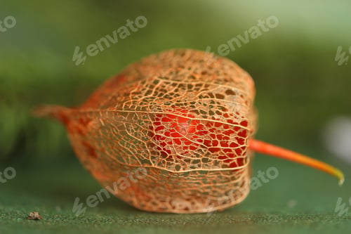 Preview: Dry physalis plant isolated on a table.