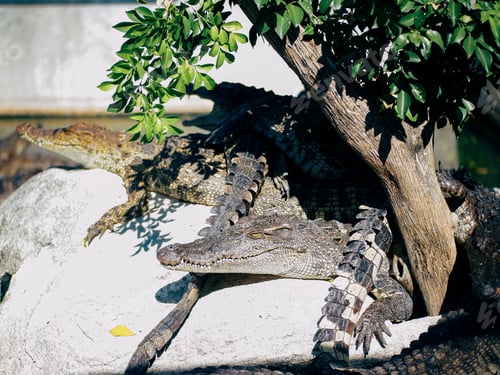 Preview: Crocodiles bask in the sun. Crocodiles in the pond. Crocodile farm. Cultivation of crocodiles. Croco