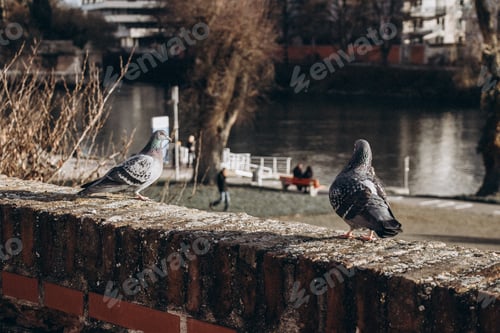 Preview: Two pigeons sitting on a river bank on a sunny day