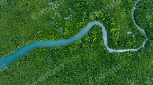 Preview: Aerial view mangrove forest tree, Green mangrove forest tree ecosystem, Mangrove forest tree nursery