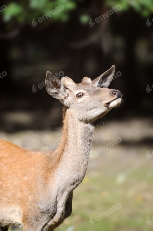 Preview: Deer