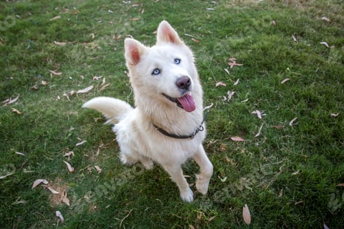 Preview: White Siberian wolf husky dog in the garden