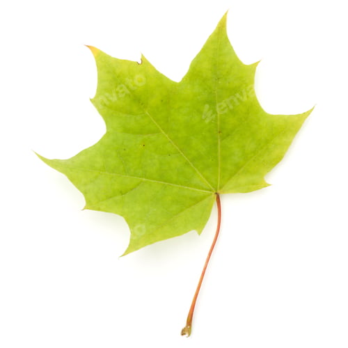 Preview: colorful autumn maple leaf isolated on white