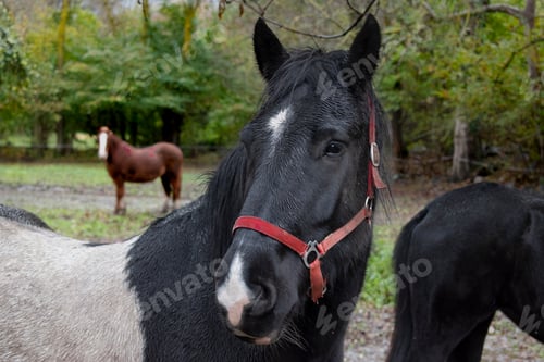 Preview: Portrait of a black horse