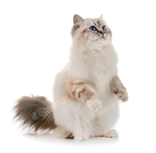 Preview: birman kitten in studio