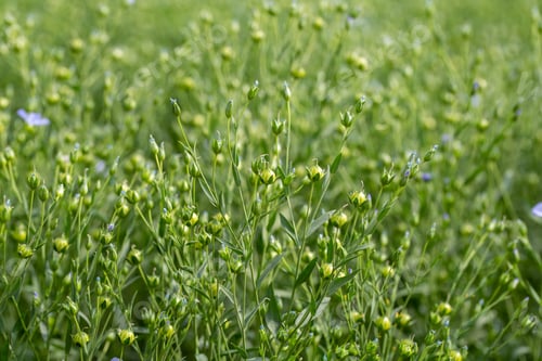 Preview: Green seed capsules of flax on the background of a green flax field
