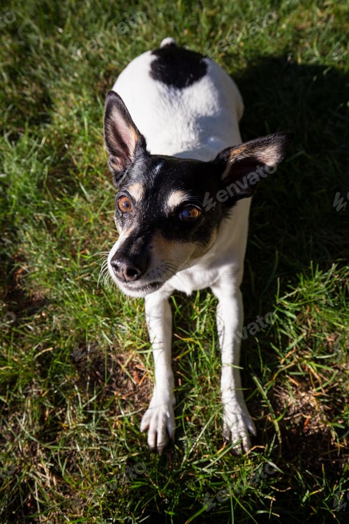 Preview: Small family dog, toy fox terrier, sitting on green grass
