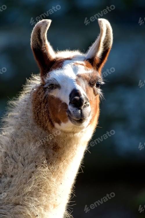 Preview: Lama a closeup portrait