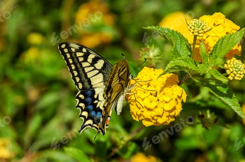 Preview: Monarch Butterfly Danaus plexippus