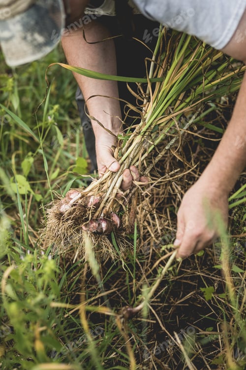 Preview: Handful of Freshly Picked Garlic in the Field