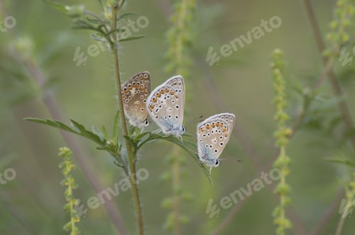 Preview: Closeup shot of three polyommatus butterflies on green leaves
