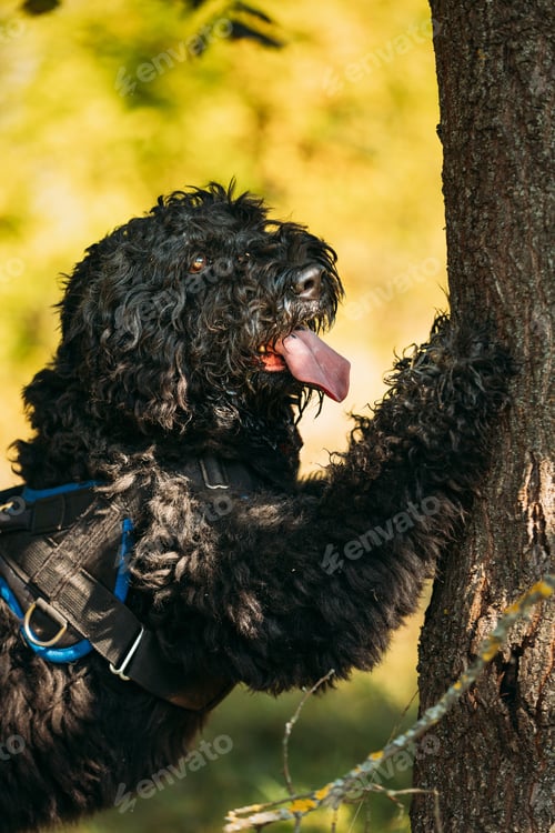Preview: Bouvier des Flandres funny dog leaned against a tree. Funny Bouvier des Flandres herding dog breed