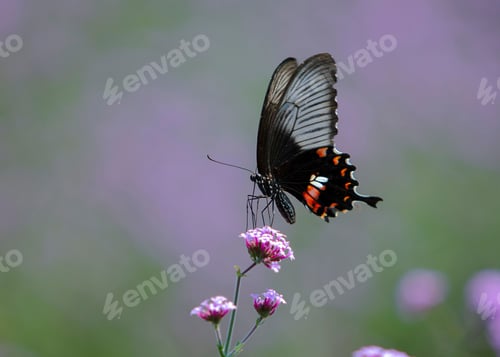 Preview: Macro shot of a black spotted butterfly on the pink flower