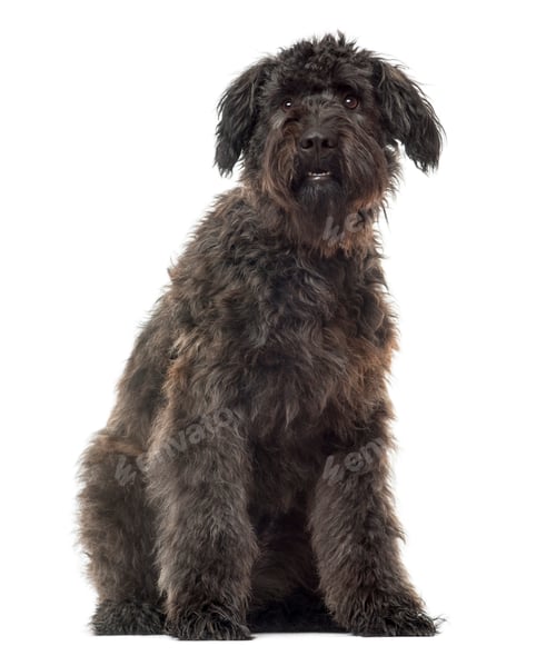 Preview: Bouvier des Flandres sitting, isolated on white