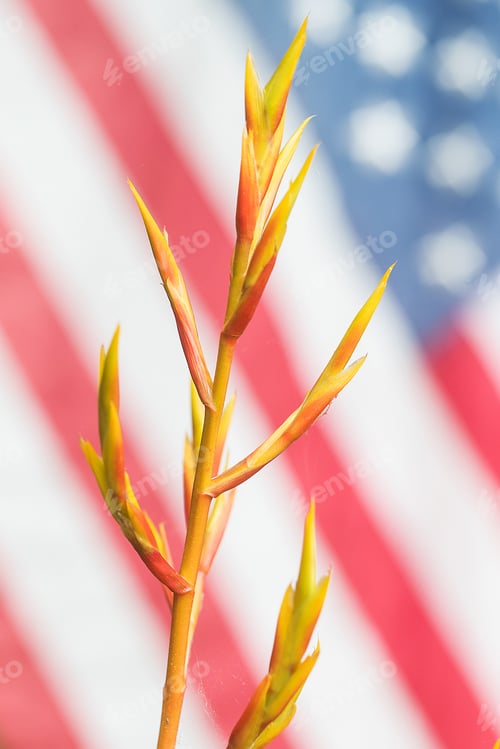 Preview: Sprouting plant in front of American flag
