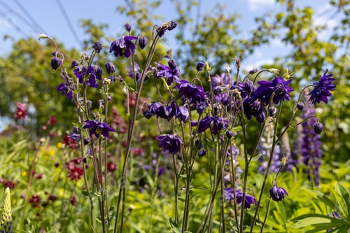 Preview: Aquilegia vulgaris flower blue barlow in garden