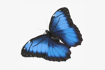 Preview: Blue Morpho Butterfly Open Wings