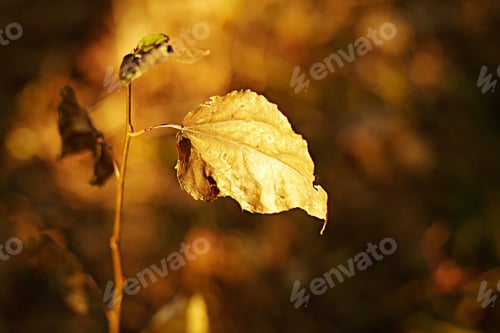 Preview: Autumn background